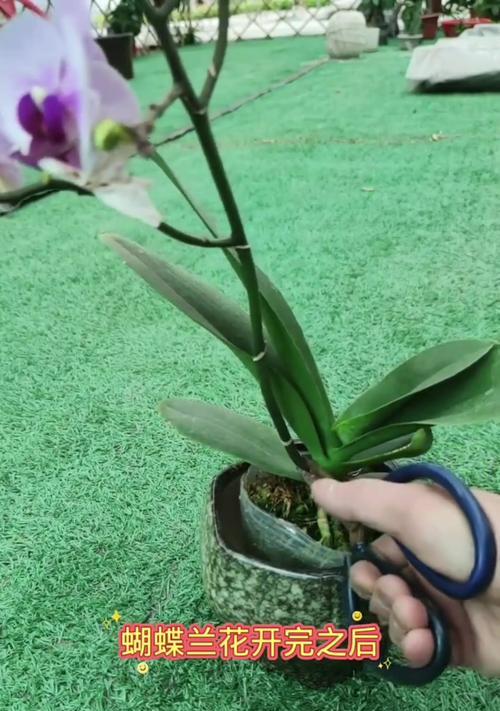 怎么让蝴蝶兰开花？掌握这些技巧轻松绽放！
