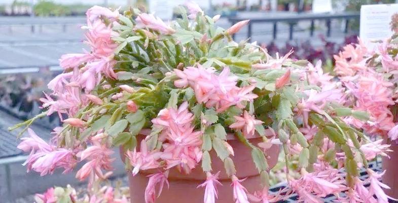 矮花盆适合种植哪些类型的花卉？