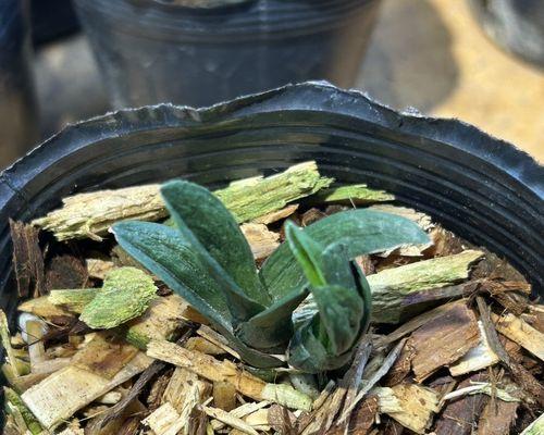 矮花盆适合种植哪些类型的花卉？