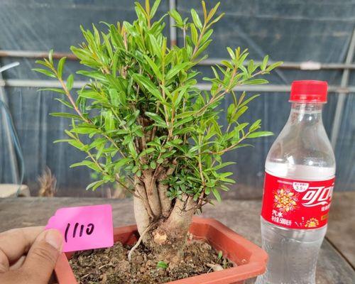 牡丹石榴的种植技巧是什么？