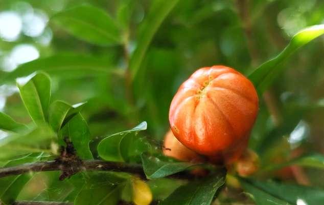牡丹石榴的种植技巧是什么？