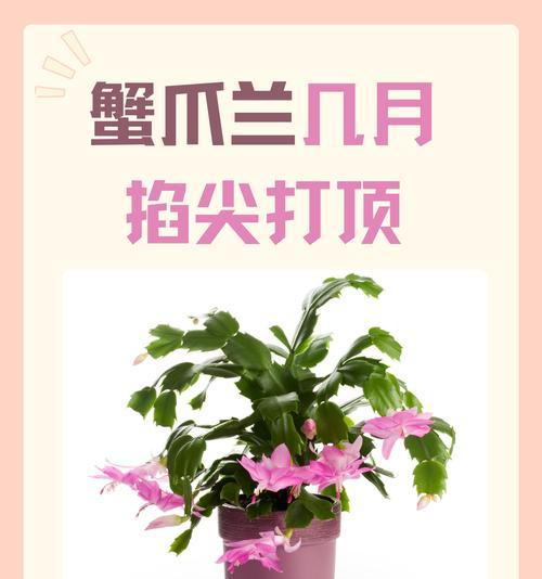 蟹爪兰品种有哪些？蟹爪兰的养殖方法是什么？
