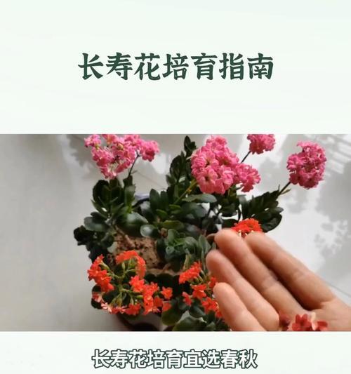 小长寿花养殖方法是什么？