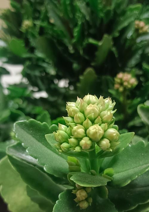 小长寿花养殖方法是什么？
