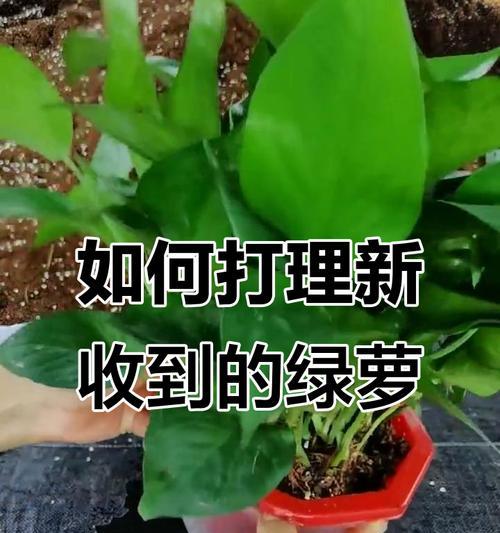 绿萝叶子养护的秘诀是什么？保持叶子翠绿！