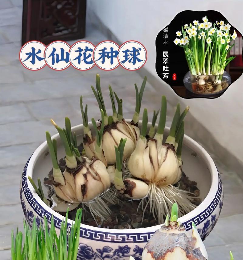 水仙花种植的详细步骤？