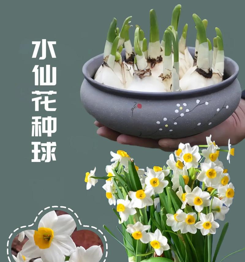水仙花种植的详细步骤？