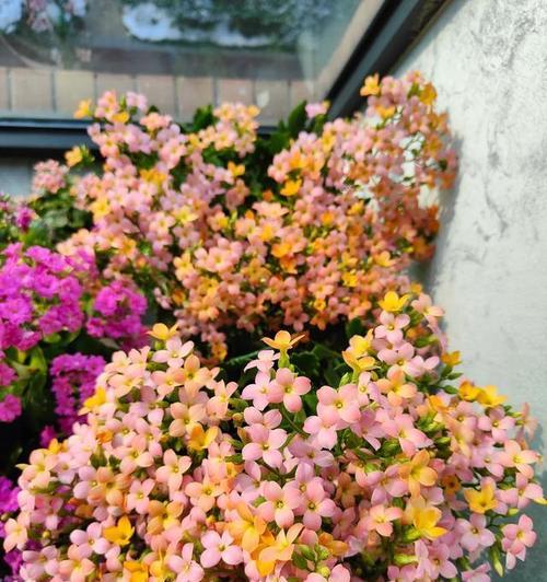 花品种和颜色有哪些？如何选择适合的花品种和颜色？