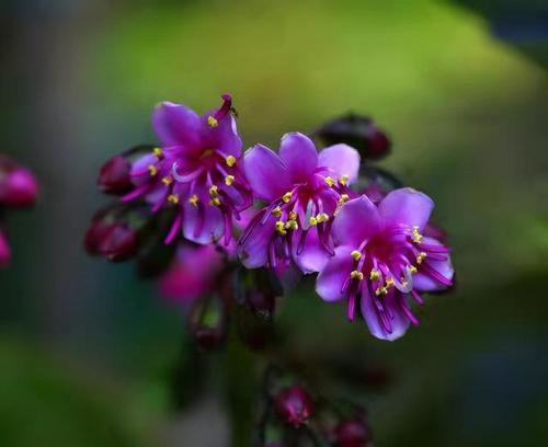 花品种和颜色有哪些？如何选择适合的花品种和颜色？