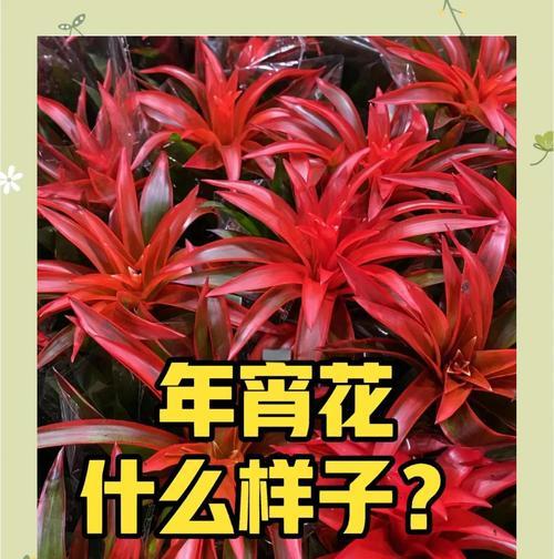 花品种和颜色有哪些？如何选择适合的花品种和颜色？
