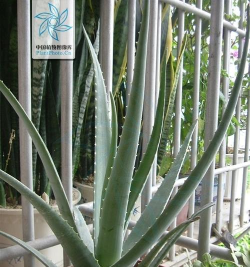 芦荟种子种植方法是什么？