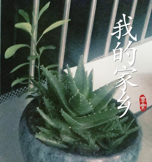 芦荟种子种植方法是什么？