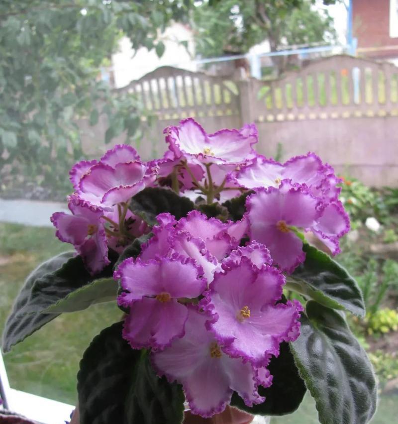 永生花有哪些品种？如何选择适合自己的永生花品种？
