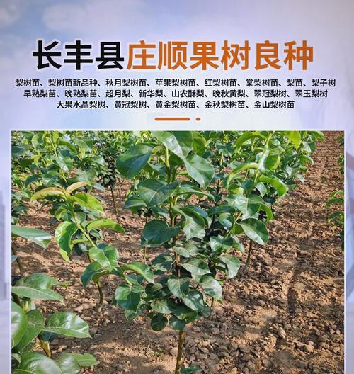 梨树什么时候嫁接？梨树嫁接的最佳时间和方法是什么？