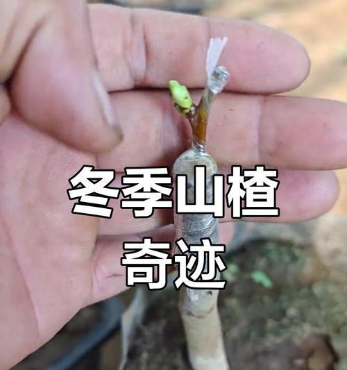 梨树什么时候嫁接？梨树嫁接的最佳时间和方法是什么？
