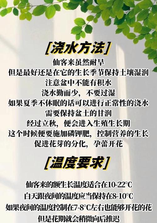 仙客来冬季养护需要注意哪些问题？
