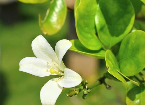 米兰不开花的原因是什么？如何促进其开花？