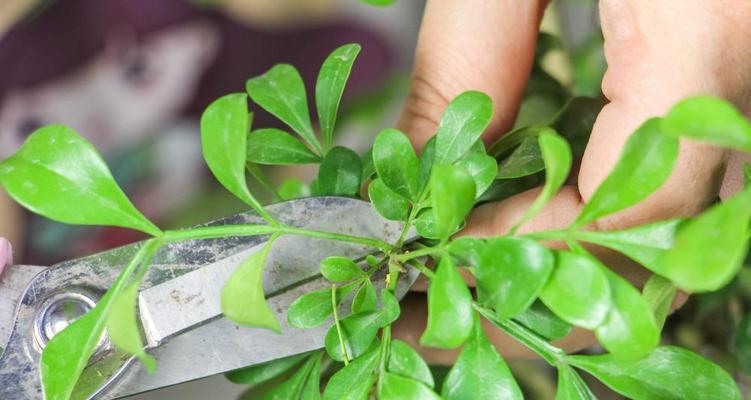 米兰不开花的原因是什么？如何促进其开花？