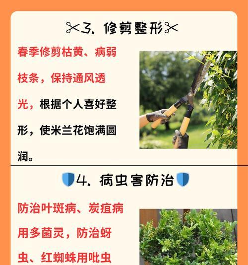 米兰不开花的原因是什么？如何促进其开花？