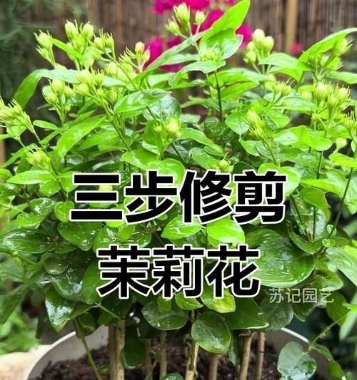 茉莉花修剪的最佳时期是什么时候？修剪方法有哪些？