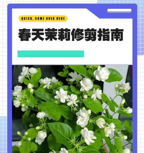 茉莉花修剪的最佳时期是什么时候？修剪方法有哪些？