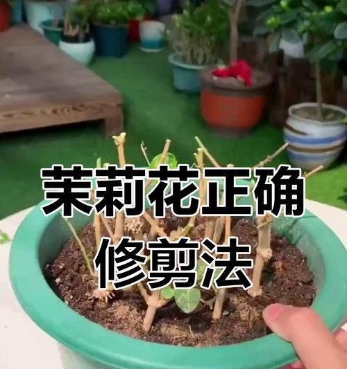 茉莉花修剪的最佳时期是什么时候？修剪方法有哪些？
