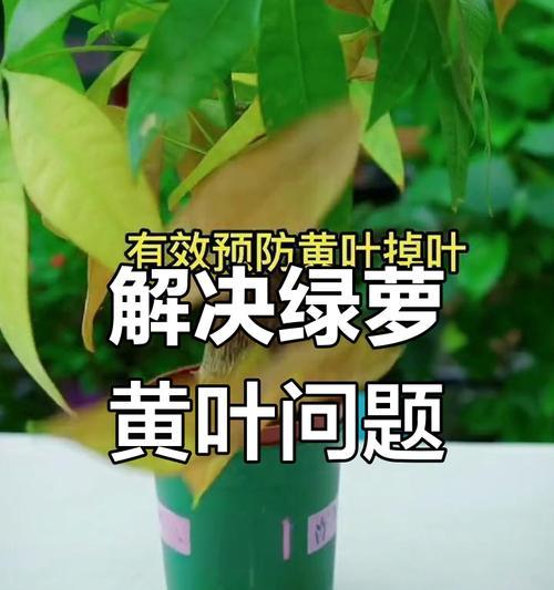 绿萝怎么发黄？绿萝黄叶的原因及解决方法是什么？