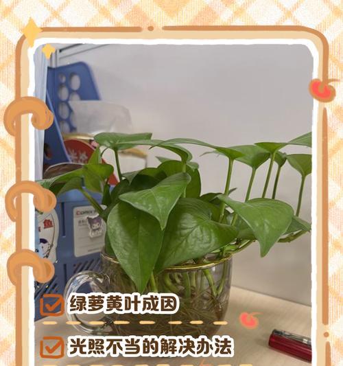 绿萝怎么发黄？绿萝黄叶的原因及解决方法是什么？