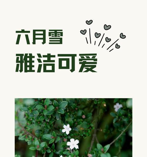 六月雪指的是哪种花卉？它的特点和花语是什么？