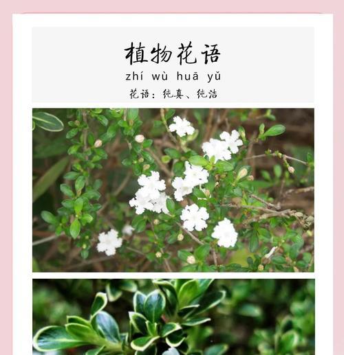 六月雪指的是哪种花卉？它的特点和花语是什么？