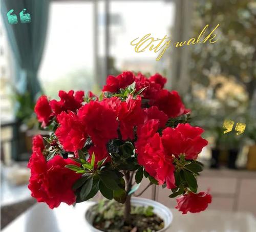 杜鹃花不开花怎么办？如何促进杜鹃开花？