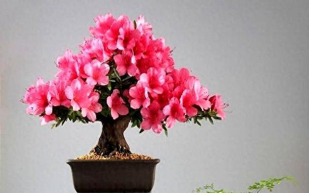 杜鹃花不开花怎么办？如何促进杜鹃开花？