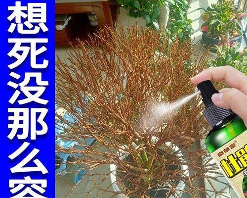 杜鹃花不开花怎么办？如何促进杜鹃开花？