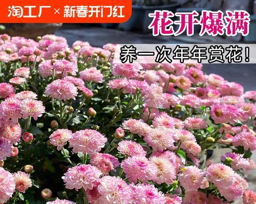 小雏菊种子怎么养？播种和养护的正确步骤是什么？