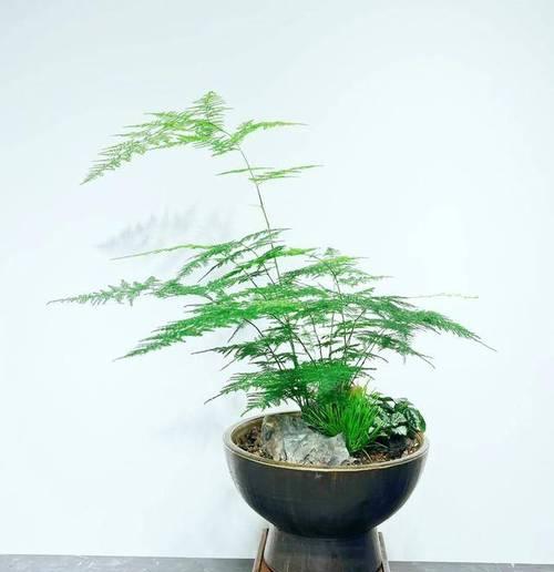 文竹养殖需要注意哪些问题？