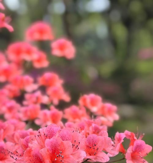 杜鹃花的养殖技巧有哪些？如何让其花开不断？