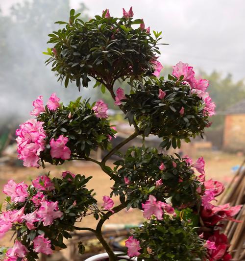 杜鹃花的养殖技巧有哪些？如何让其花开不断？