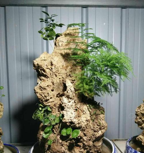 山石盆景养护需要注意什么？
