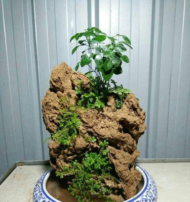 山石盆景养护需要注意什么？