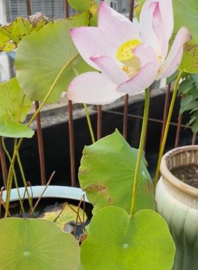 室内荷花养殖方法是什么？如何在室内养好荷花？