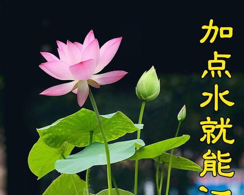 室内荷花养殖方法是什么？如何在室内养好荷花？