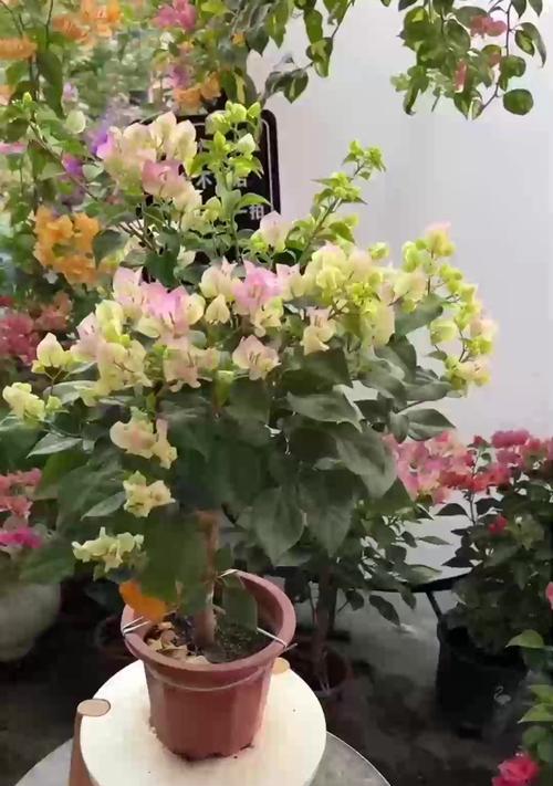 金鱼吊兰落叶怎么办？如何预防和处理？