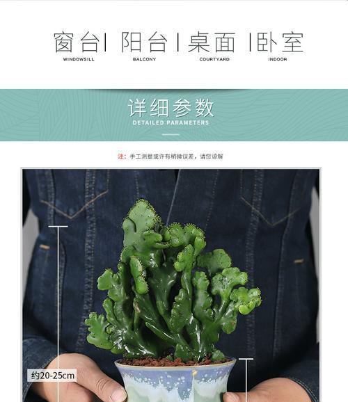 姬珊瑚的养殖方法和常见问题解答？