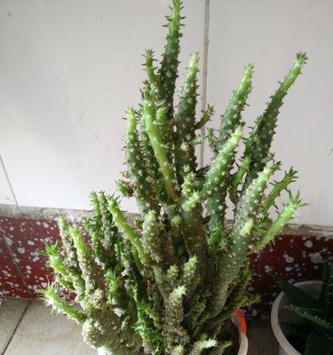 姬珊瑚的养殖方法和常见问题解答？