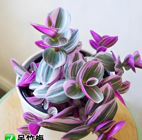 办公室植物选择指南：哪些植物最适合？
