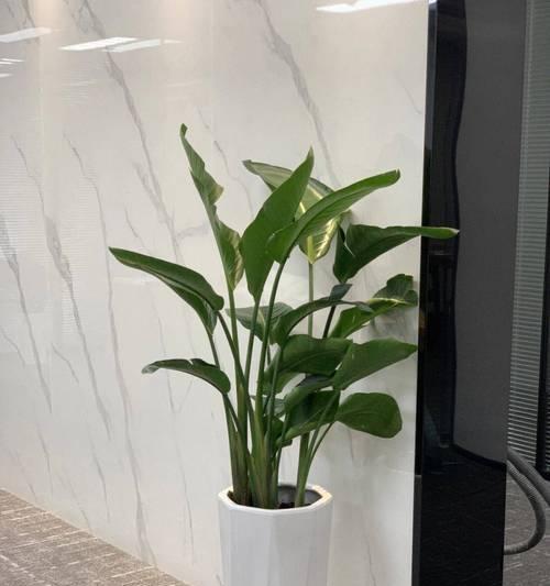办公室植物选择指南：哪些植物最适合？