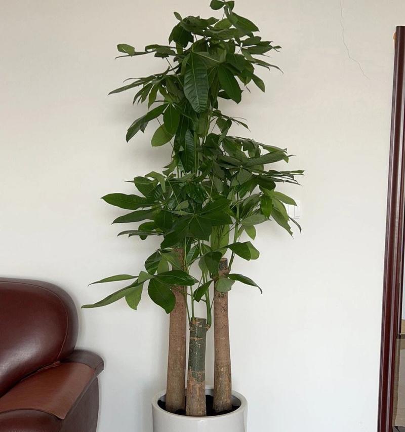办公室植物选择指南：哪些植物最适合？