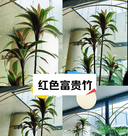 转运竹的养殖方法和注意事项是什么？