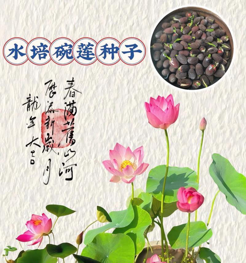 碗莲怎么盆栽？碗莲盆栽的正确步骤是什么？