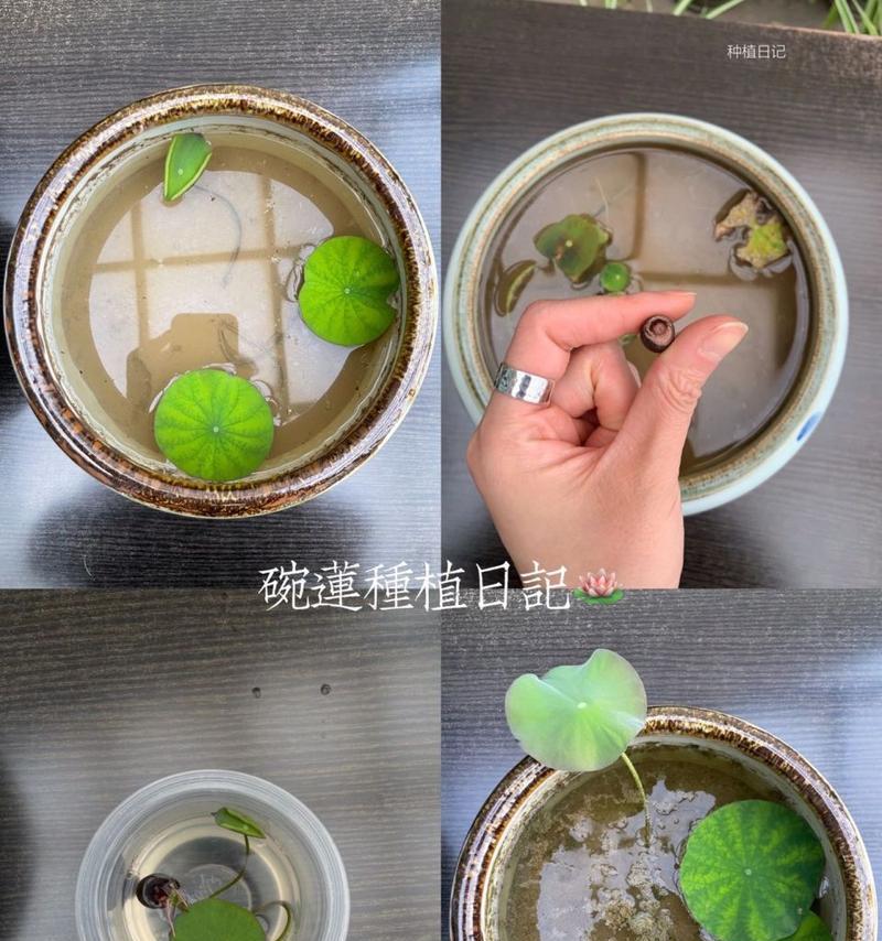 碗莲怎么盆栽？碗莲盆栽的正确步骤是什么？